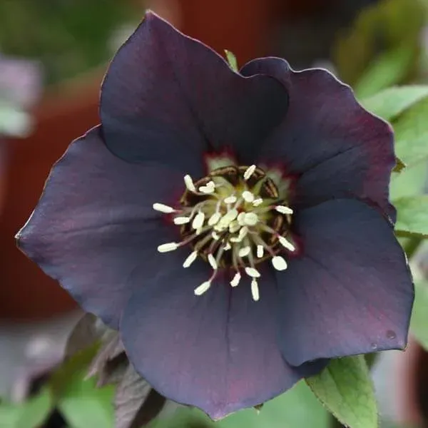 Ciemiernik 'Pretty Ellen Purple' Helleborus orientalis