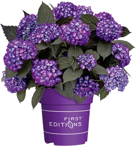 Hortensja ogrodowa 'Eclipse® Purple' Hydrangea macrophylla
