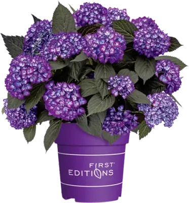 Hortensja ogrodowa 'Eclipse® Purple' Hydrangea macrophylla