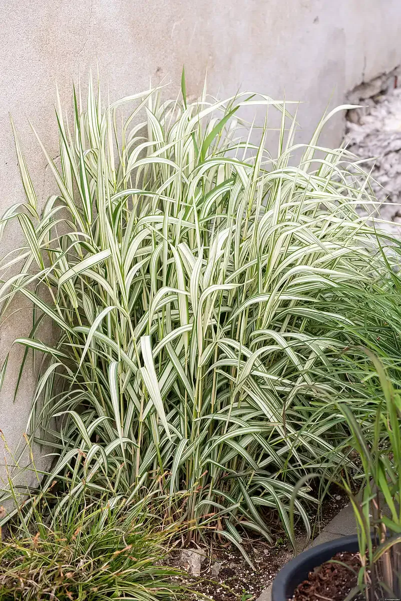 Mozga trzcinowata 'Feesey' Phalaris arundinacea