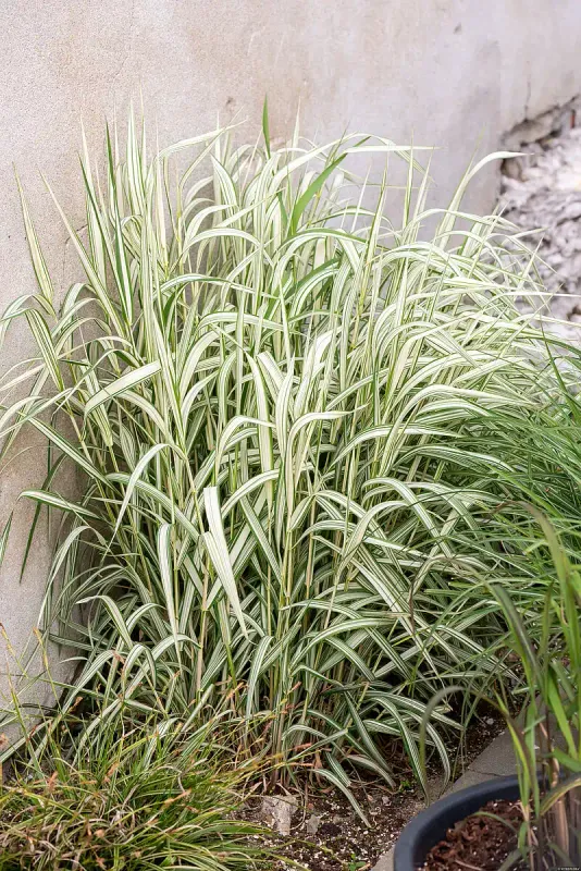 Mozga trzcinowata 'Feesey' Phalaris arundinacea