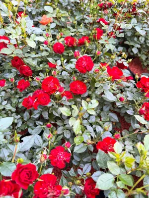 Róża 'Rote The Fairy' Rosa