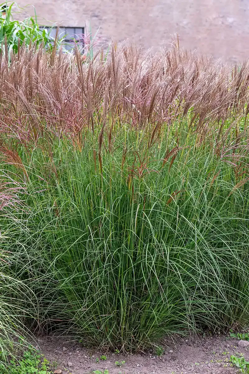 Miskant chiński 'Silberspinne' Miscanthus sinensis