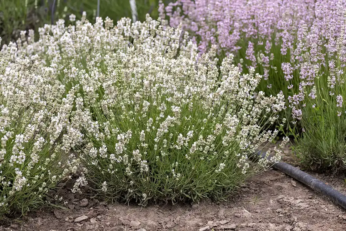 Lawenda wąskolistna 'Arctic Snow' Lavandula angustifolia