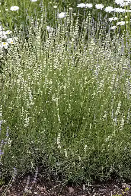 Lawenda 'Alba' Lavandula intermedia
