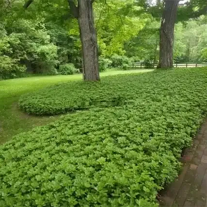 Runianka japońska Pachysandra terminalis