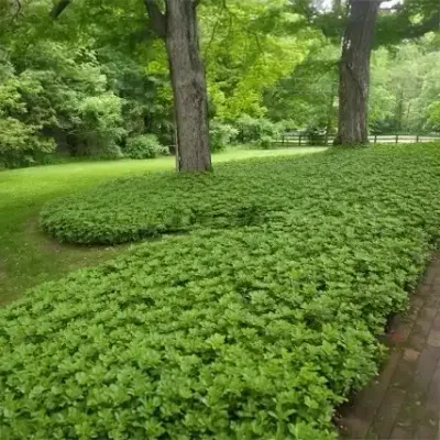 Runianka japońska Pachysandra terminalis