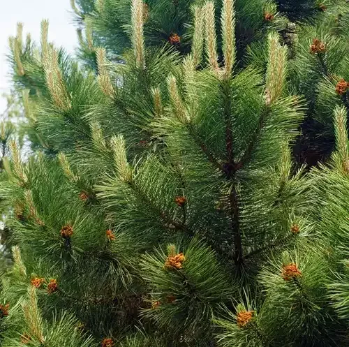 Sosna czarna Pinus nigra