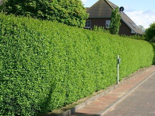 Ligustr jajolistny Ligustrum ovalifolium