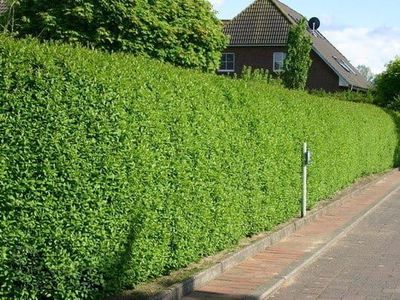 Ligustr jajolistny Ligustrum ovalifolium