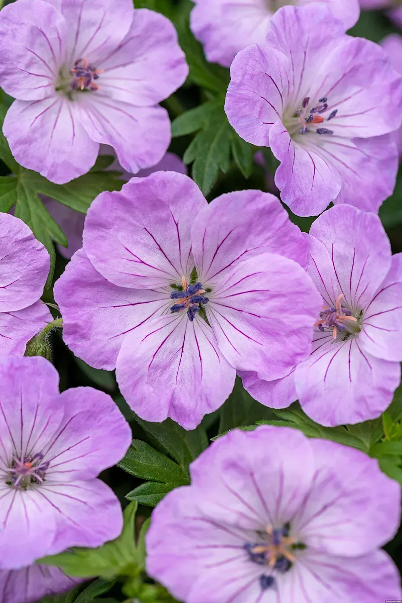 Bodziszek 'Frivolius Lilac' Geranium sanguineum
