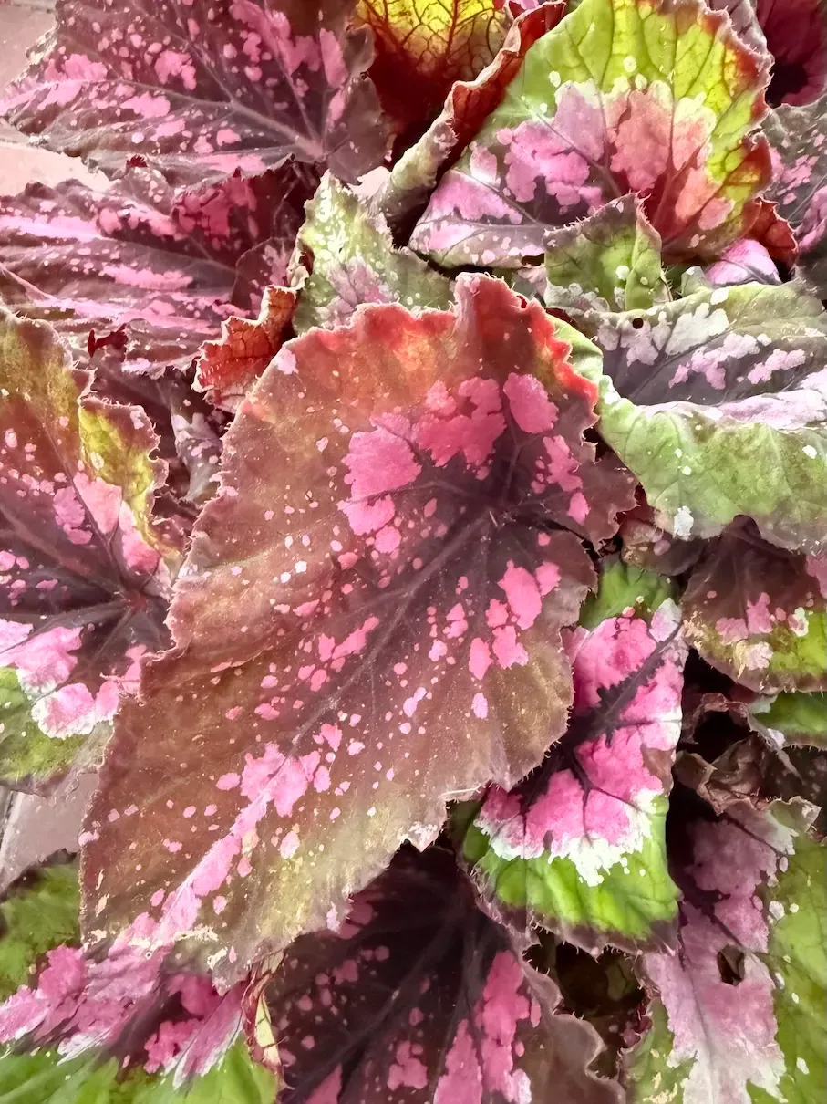 Begonia królewska 'Alaska Creek'® Begonia rex