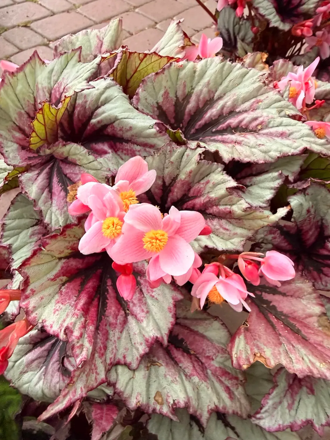 Begonia królewska 'Evening Glow'® Begonia rex