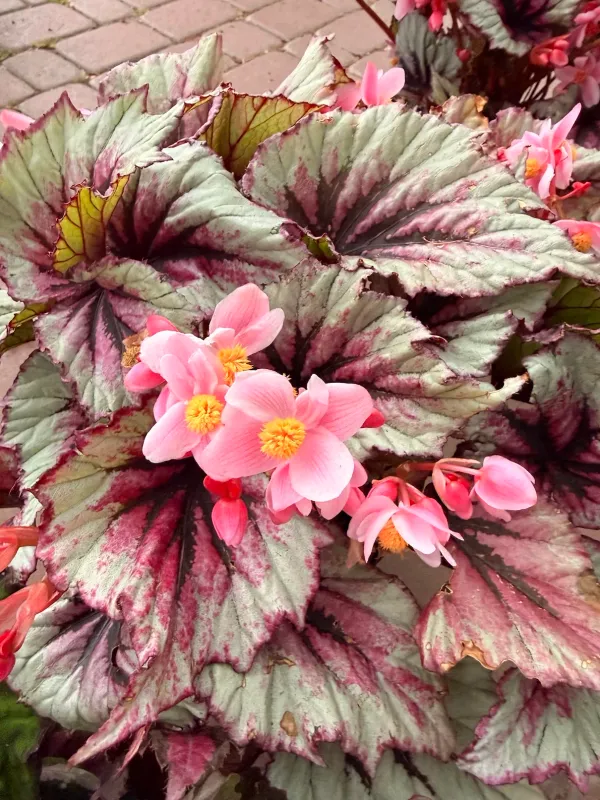 Begonia królewska 'Evening Glow'® Begonia rex