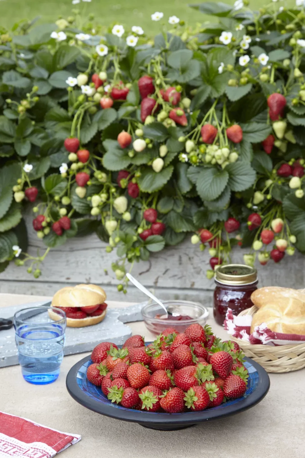 Truskawka 'Delizz'® Fragaria ananassa