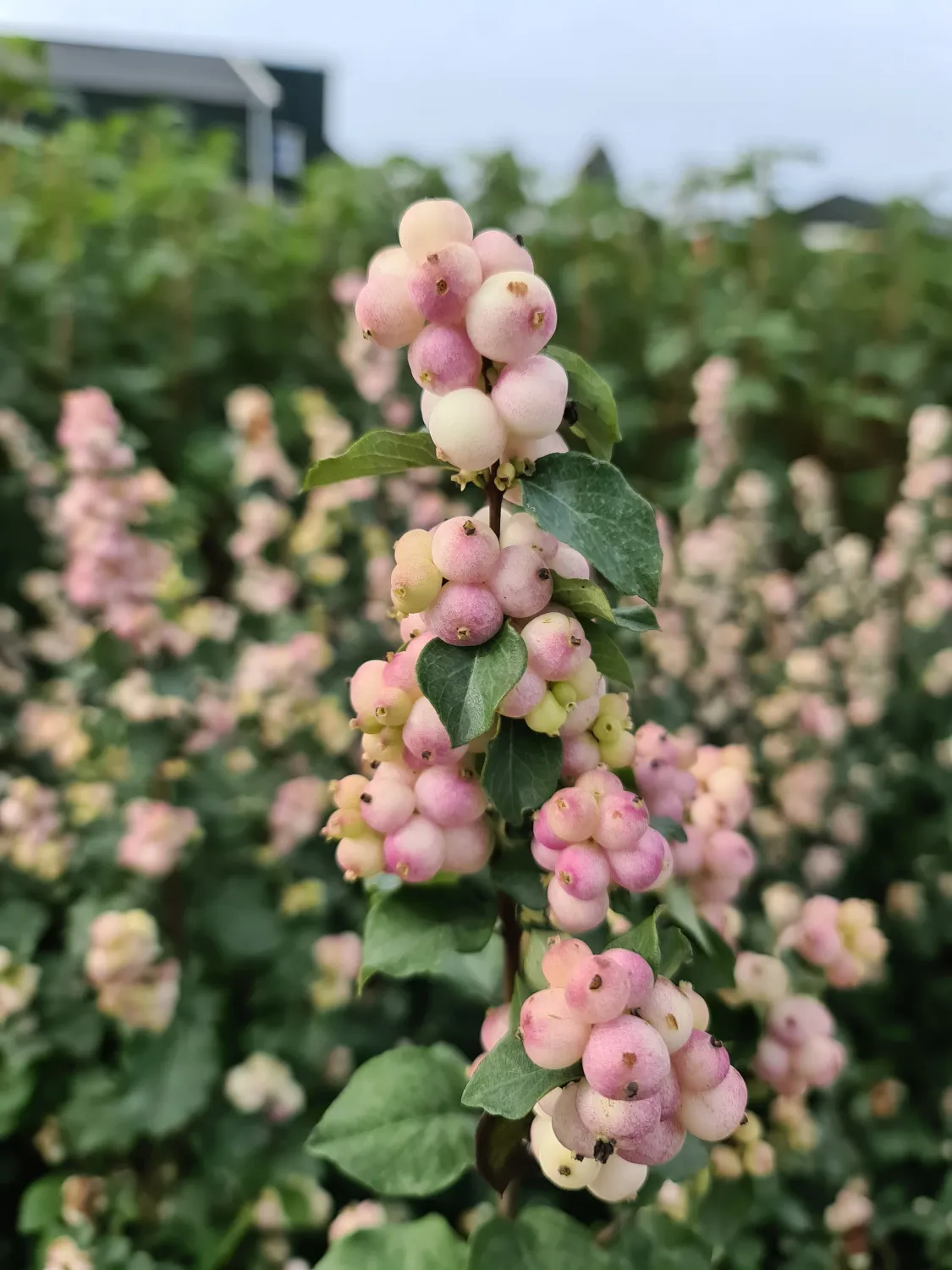 Śnieguliczka 'Symphony Rave' Symphoricarpos