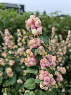 Śnieguliczka 'Symphony Rave' Symphoricarpos