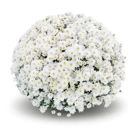 Chryzantema 'Diva Blanc' Chrysanthemum