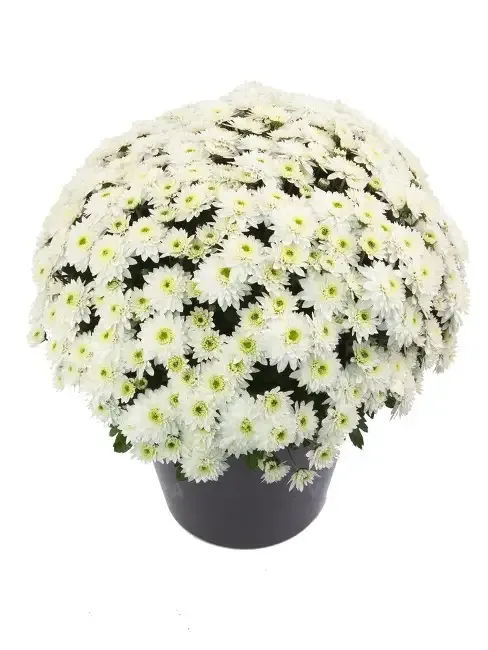 Chryzantema 'Blanchett White' Chrysanthemum