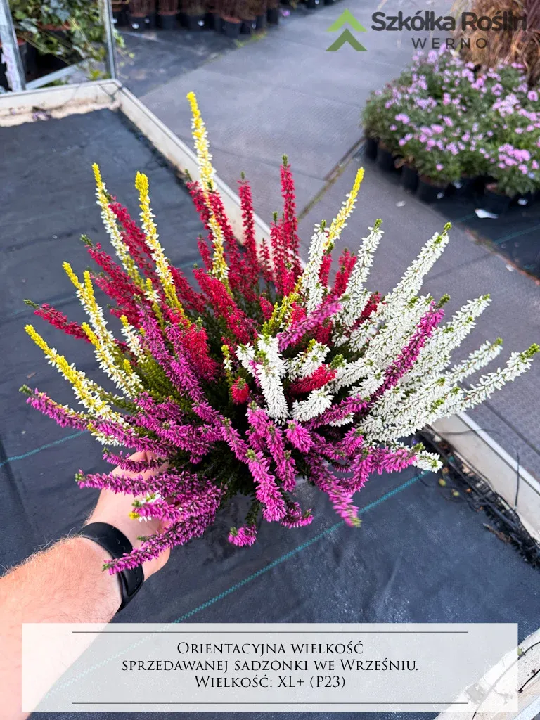 Wrzos w dużej misie Quattro Beauty Ladies® Calluna vulgaris