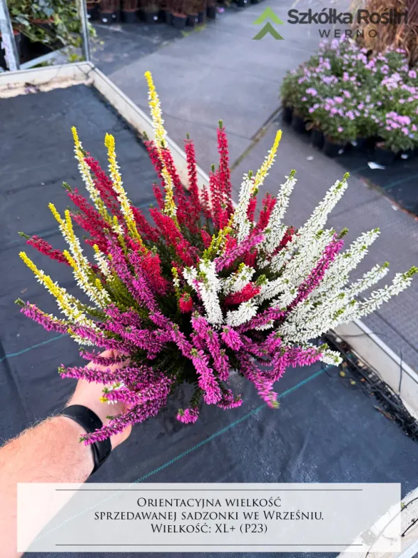 Wrzos w dużej misie Quattro Beauty Ladies® Calluna vulgaris