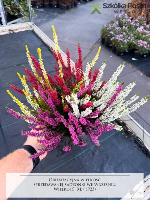 Wrzos w dużej misie Quattro Beauty Ladies® Calluna vulgaris