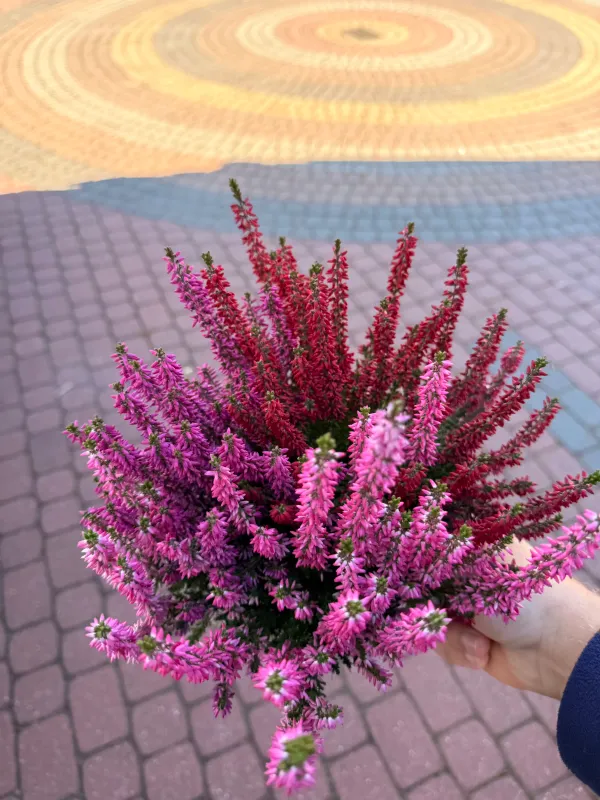 Wrzos kolorowy Starlight® Beauty Ladies® Red+Pink+Violet Calluna vulgaris