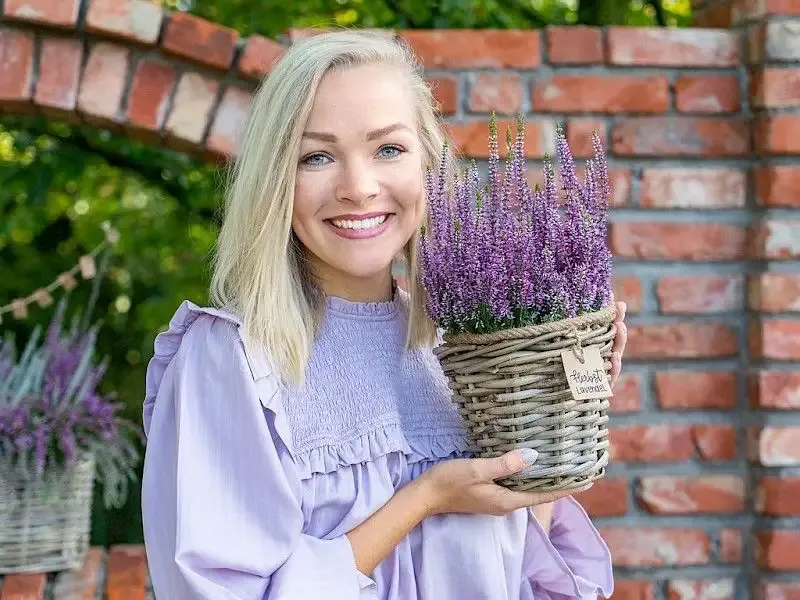 Wrzos Lawendowy Autumn Lavender Garden Girls® Calluna vulgaris