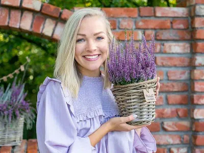 Wrzos Lawendowy Autumn Lavender Garden Girls® Calluna vulgaris