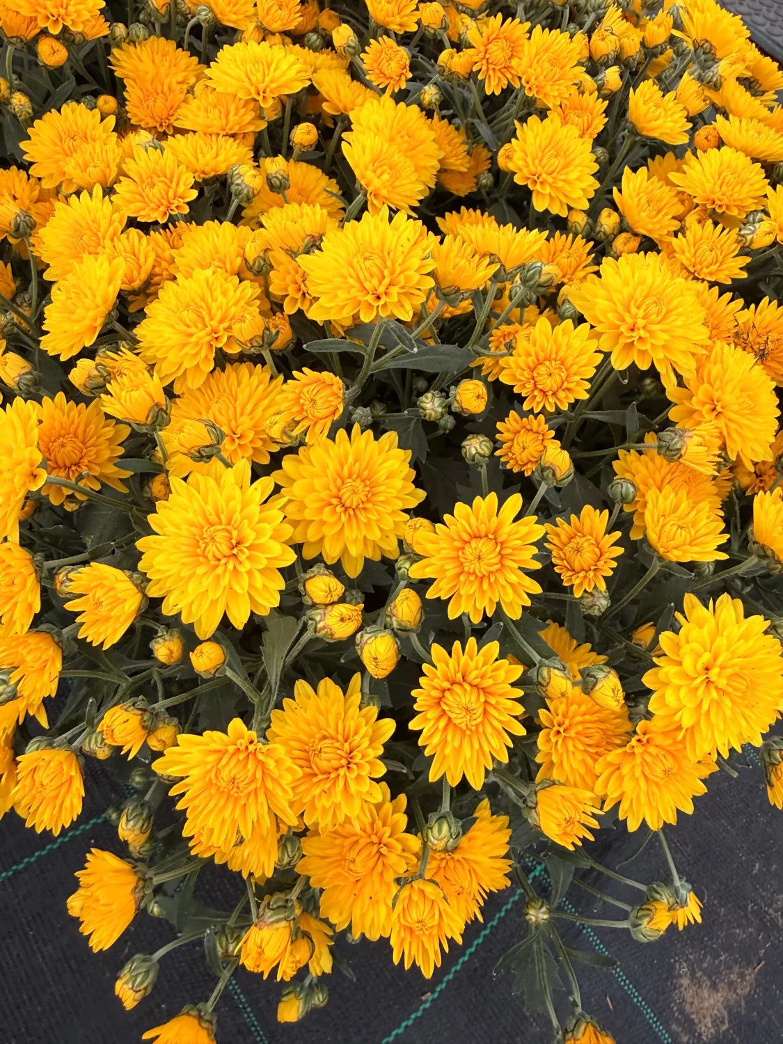 Mała Chryzantema żółta Chrysanthemum grandiflorum