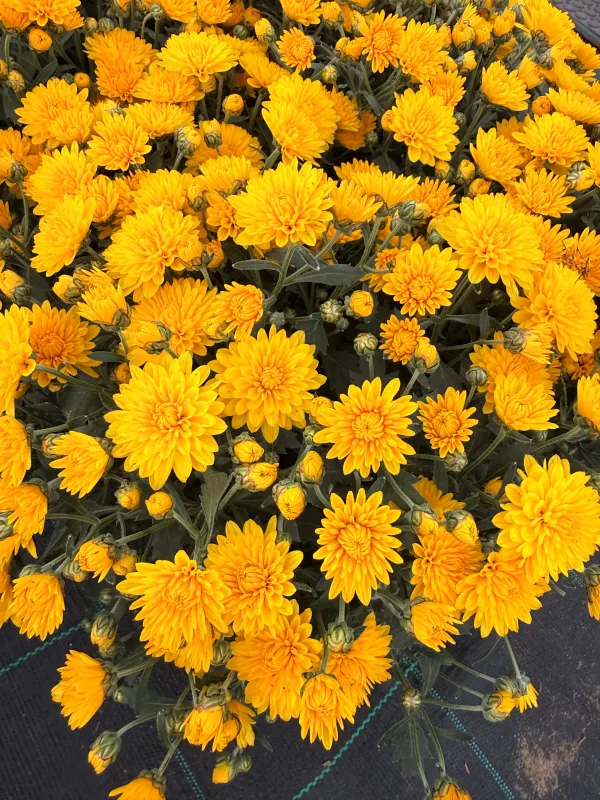 Mała Chryzantema żółta Chrysanthemum grandiflorum