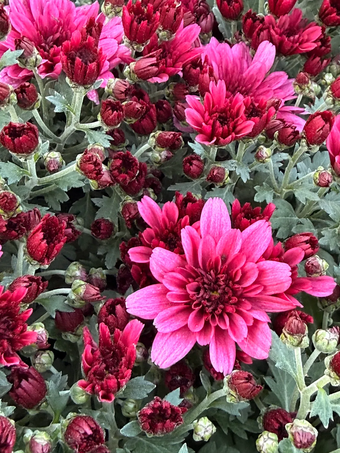 Mała Chryzantema różowa Chrysanthemum grandiflorum