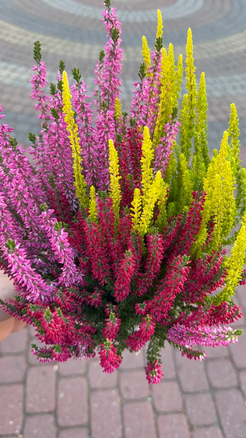 Wrzos kolorowy Starlight® Beauty Ladies® Red+Pink+Yellow Calluna vulgaris