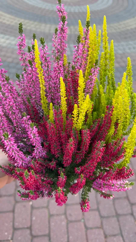 Wrzos kolorowy Starlight® Beauty Ladies® Red+Pink+Yellow Calluna vulgaris