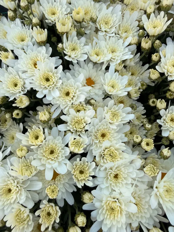 Mała Chryzantema biała Chrysanthemum grandiflorum