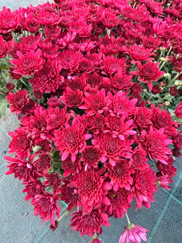 Mała Chryzantema fioletowa Chrysanthemum grandiflorum