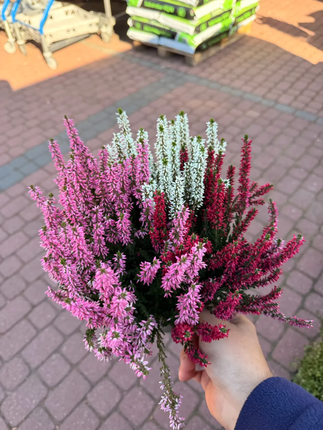 Wrzos kolorowy Starlight® Beauty Ladies® Red+Pink+White Calluna vulgaris