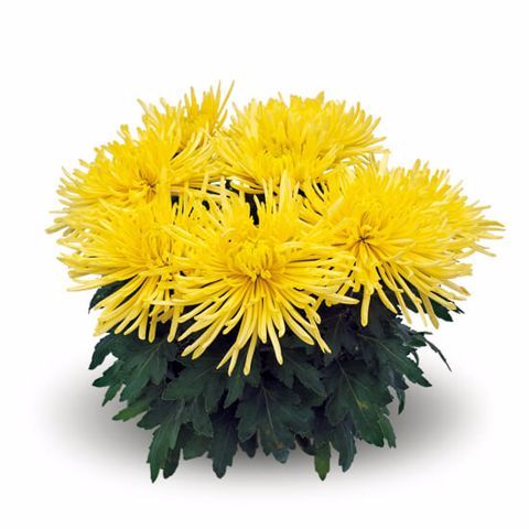 Chryzantema igiełkowa 'Linda Jane' Chrysanthemum