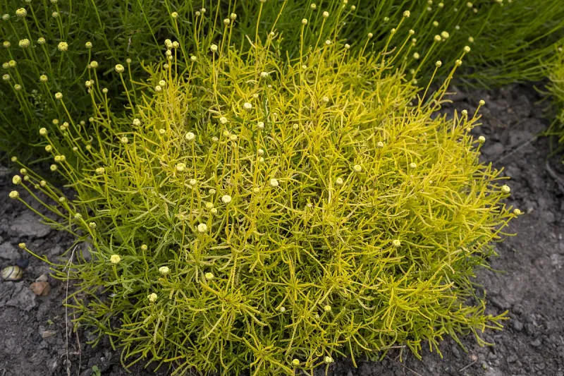 Santolina 'Lemon Fizz' Santolina rosmarinifolia