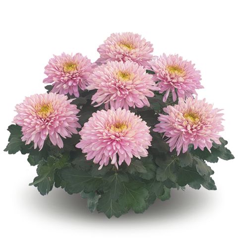 Chryzantema 'Sunkiss Rose' Chrysanthemum