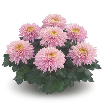 Chryzantema 'Sunkiss Rose' Chrysanthemum