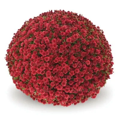 Chryzantema 'Jasoda Red' Chrysanthemum