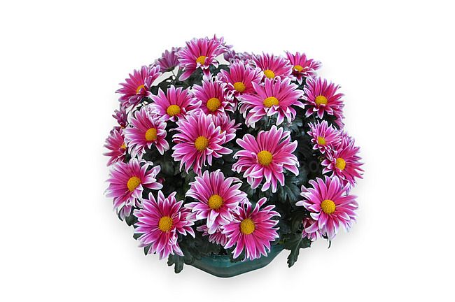 Chryzantema 'Fanfun Light' Chrysanthemum