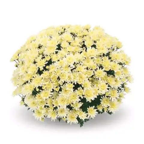 Chryzantema 'Sancta Creme' Chrysanthemum