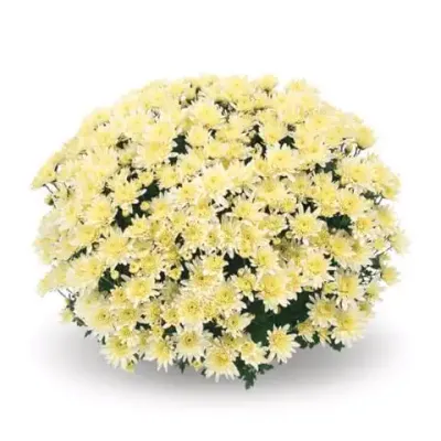 Chryzantema 'Sancta Creme' Chrysanthemum