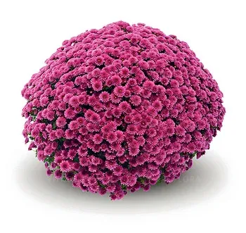 Chryzantema 'Jasoda Purple' Chrysanthemum