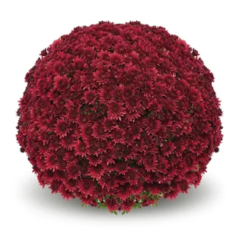 Chryzantema 'Sorini Red' Chrysanthemum