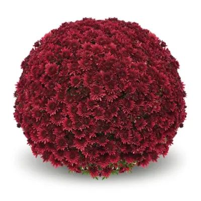 Chryzantema 'Sorini Red' Chrysanthemum