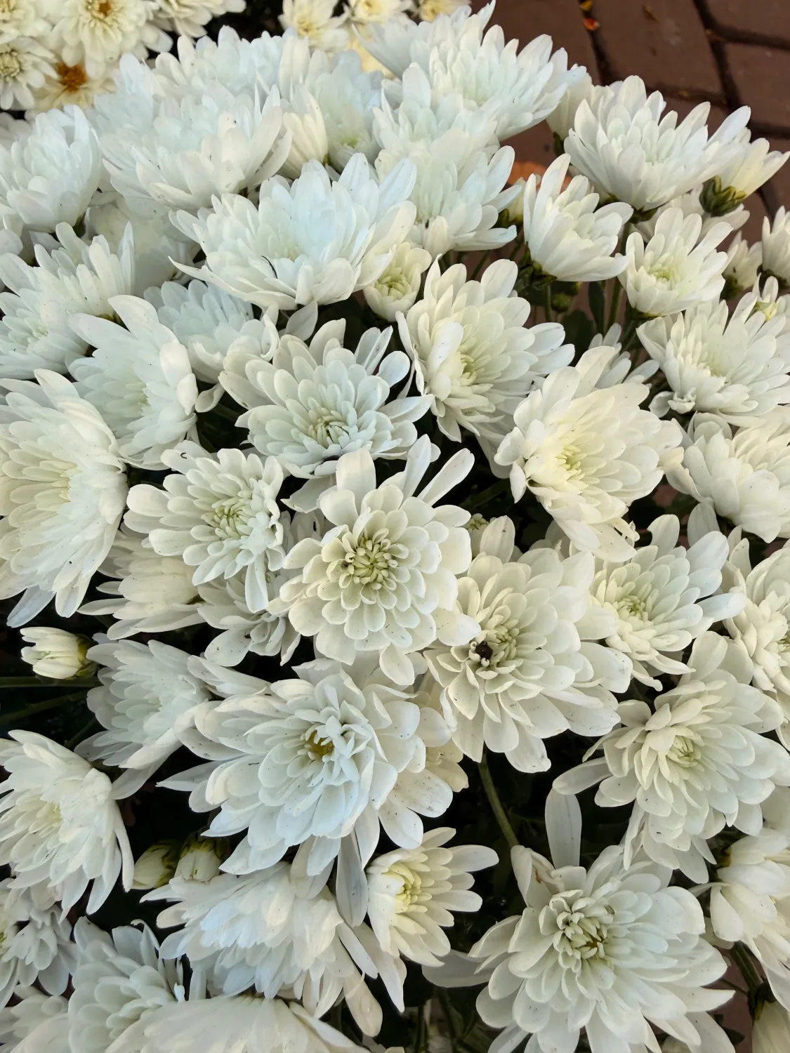 Mała Chryzantema Śnieżno biała Chrysanthemum grandiflorum
