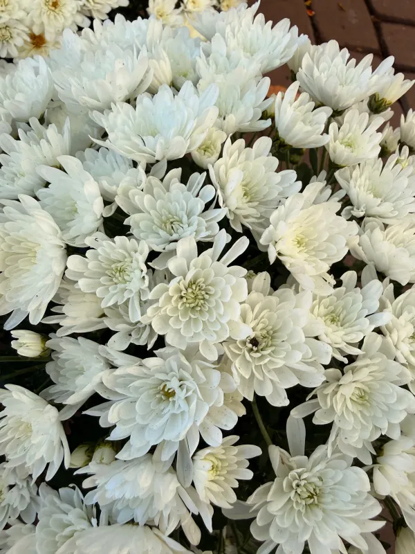 Mała Chryzantema Śnieżno biała Chrysanthemum grandiflorum